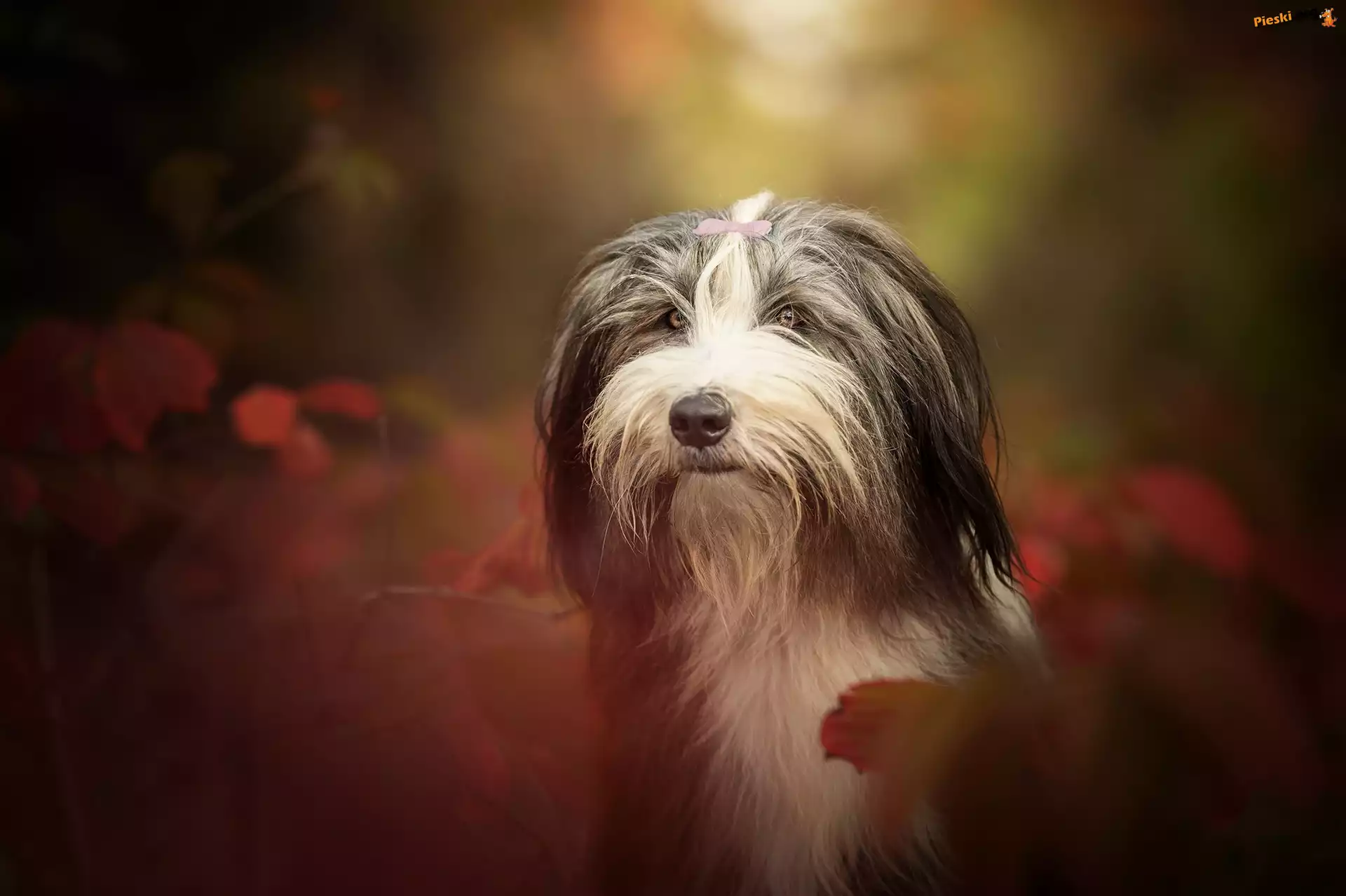 Pies, Li¶cie, Jesień, Bearded collie, Głowa, Rozmyte Tło